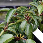 Prunus Lusitanica