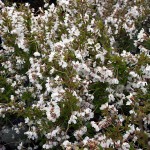 Prunus