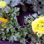 Ranunculus