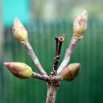 Rhodedendron AK