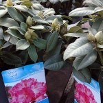 Rhododendron Germania