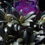 Rhododendron Kalinka