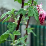 Ribes Sanguineum