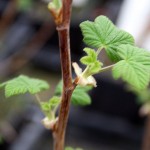 Ribes
