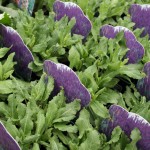 Salvia Blue Queen