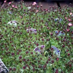 Saxifraga Arendsii