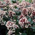 Skimmea Japonica Rubella