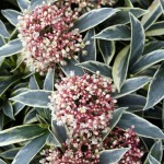Skimmia Japonica Magic Marlot