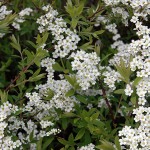 Spiraea Cinerea Grefsheim