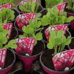 Sweet Peas