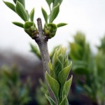 Syringa Vulgaris