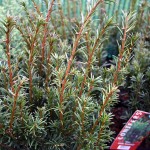 Taxus Media Groenland
