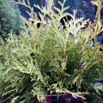 Thuja Golden Globe