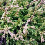 Thuja Occidentalis Golden Tuffet