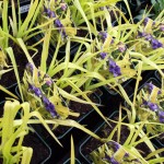 Tradescantia Blue And Gold