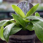 Veronica Gentianoides