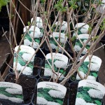 Viburnum Opulus Roseum