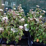 Viburnum Tinus Spring Bouquet
