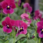 Viola