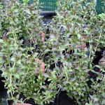Weigela Minor Black