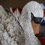 Swan