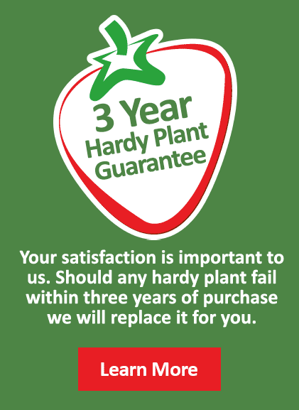 Read more about our plant guarantee