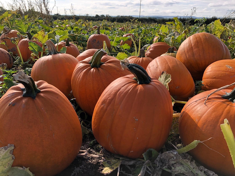 Pick Your Own Pumpkins