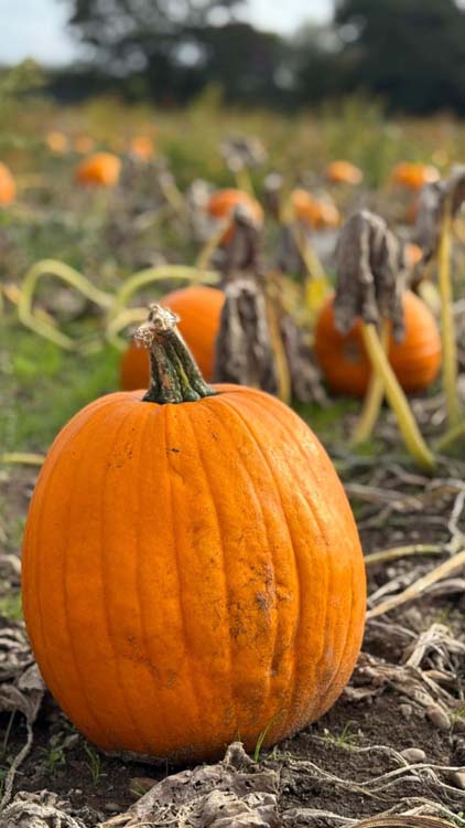 Pick Your Own Pumpkins